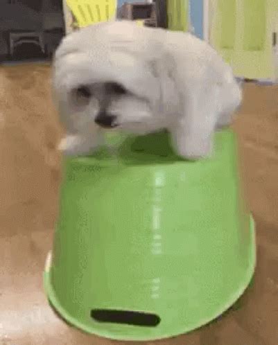 shaking dog gif|dogs dog shaking Memes & GIFs